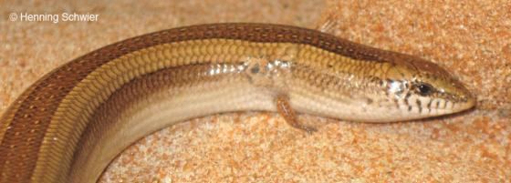 Chalcides mionecton Chalcides mionecton The Reptile Database