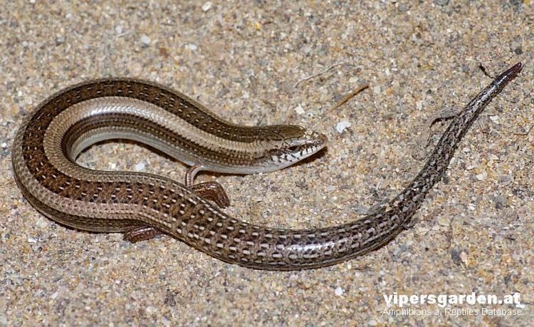 Chalcides mionecton VipersGarden Amphibian and Reptile Database