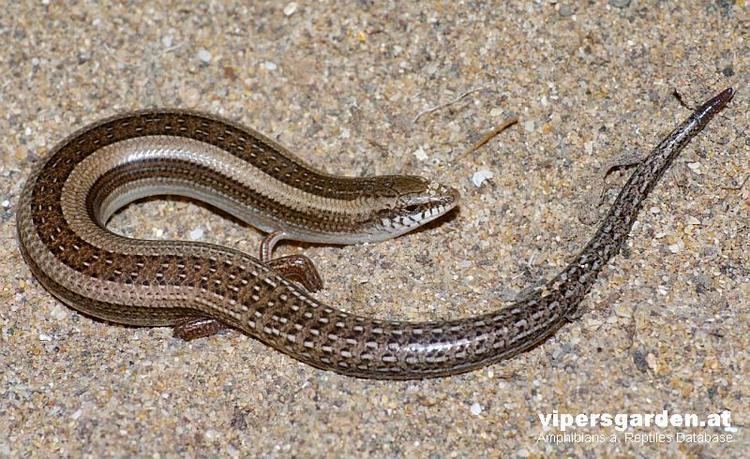 Chalcides Mionecton - Alchetron, The Free Social Encyclopedia