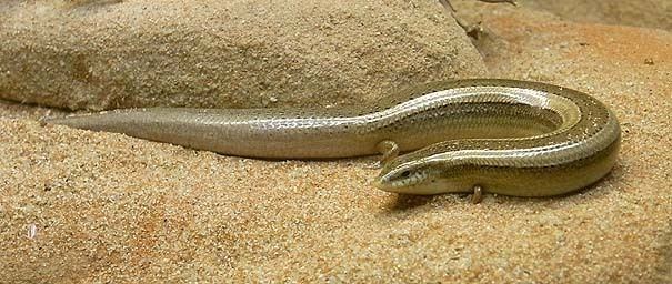 Chalcides mionecton Chalcides mionecton BTTGER 1874