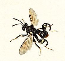 Chalcididae httpsuploadwikimediaorgwikipediacommonsthu