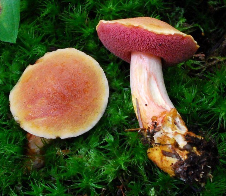 Chalciporus Chalciporus rubinellus