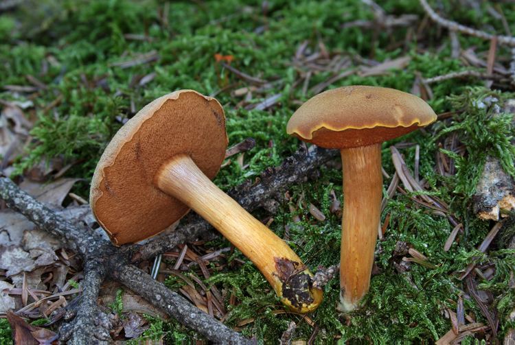 Chalciporus FilePfefferrhrling Chalciporus piperatusjpg Wikimedia Commons