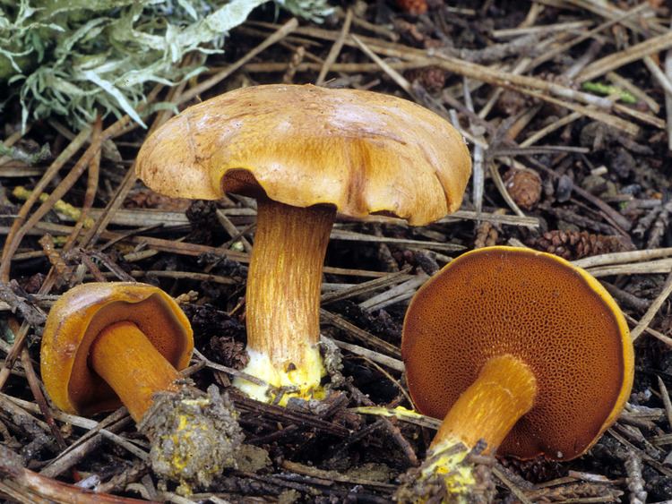 Chalciporus California Fungi Chalciporus piperatus