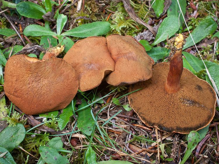 Chalciporus California Fungi Chalciporus piperatoides