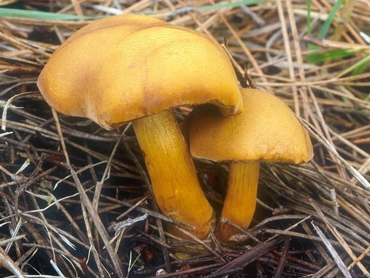 Chalciporus California Fungi Chalciporus piperatoides