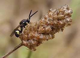 Chalcis (wasp) httpsuploadwikimediaorgwikipediacommonsthu