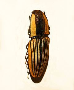Chalcolepidius limbatus httpsuploadwikimediaorgwikipediacommonsthu