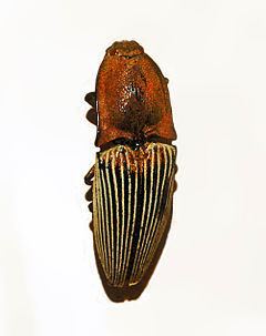 Chalcolepidius porcatus httpsuploadwikimediaorgwikipediacommonsthu