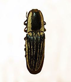 Chalcolepidius zonatus httpsuploadwikimediaorgwikipediacommonsthu