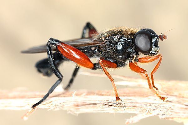 Chalcosyrphus Image Chalcosyrphus femoratus BioLibcz