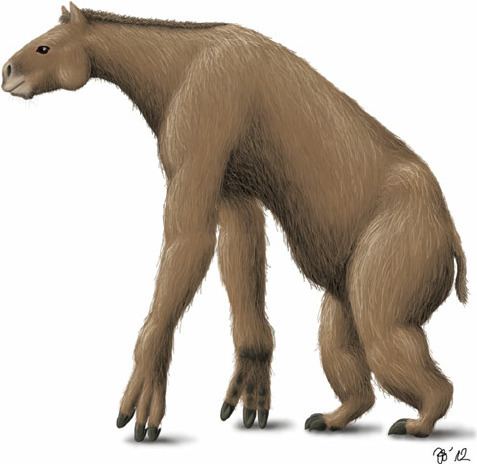 Chalicothere Reconstruction of a chalicotheriine chalicothere of the Anisodon
