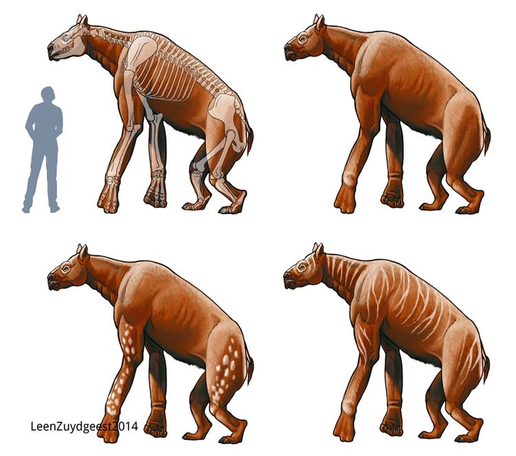 Chalicotherium Chalicotherium Facts and Pictures