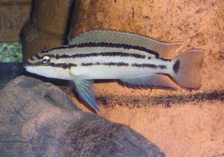 Chalinochromis httpsuploadwikimediaorgwikipediacommons33