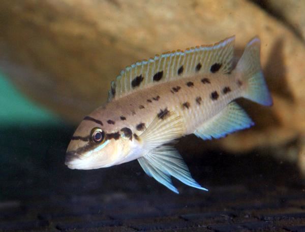 Chalinochromis fishystuffChalinochromis ndobhoiChalinochromisspndobhoi600x457