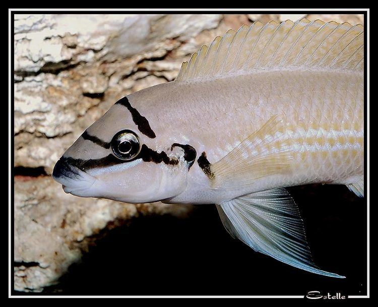 Chalinochromis brichardi Paracyps or Chalinochromis Brichardi The Cichlid Room Companion