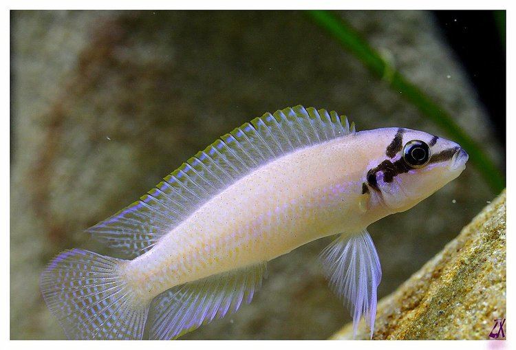 Chalinochromis brichardi Pinterest The world39s catalog of ideas