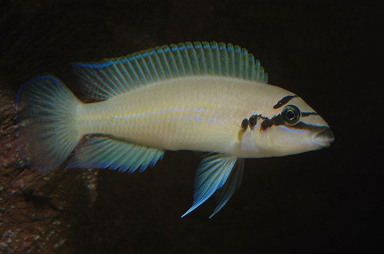 Chalinochromis brichardi cicliderowpcontentuploads201304chalinochrom