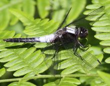Chalk-fronted corporal wiatrinetinventoryodonataspeciesAccountsSmall