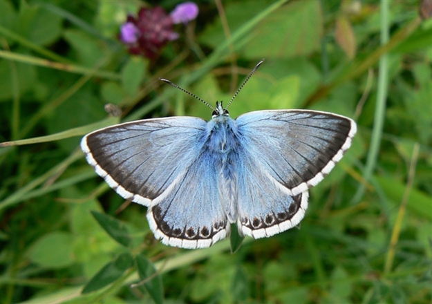 Chalkhill blue Butterfly Conservation Chalk Hill Blue