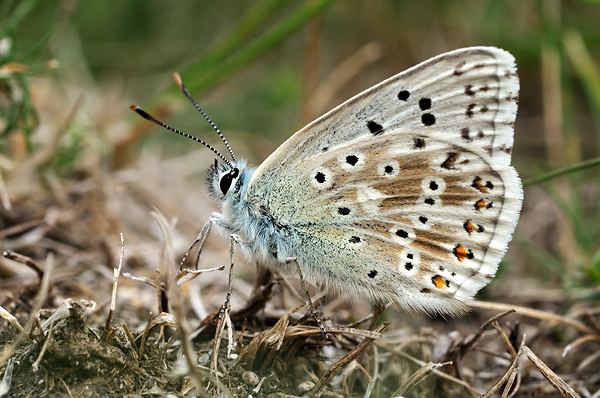 Chalkhill blue British Butterflies A Photographic Guide by Steven Cheshire
