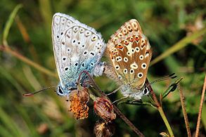 Chalkhill blue Chalkhill blue Wikipedia