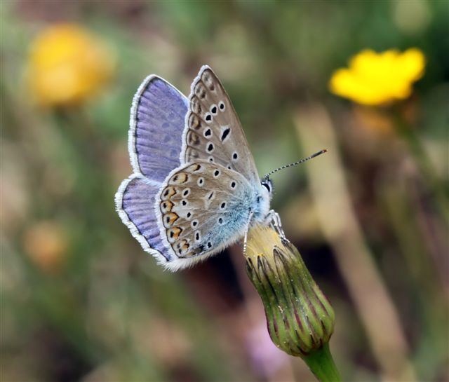 Chalkhill blue Chalkhill Blue Butterflies