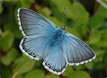 Chalkhill blue Butterfly Species Chalkhill Blue