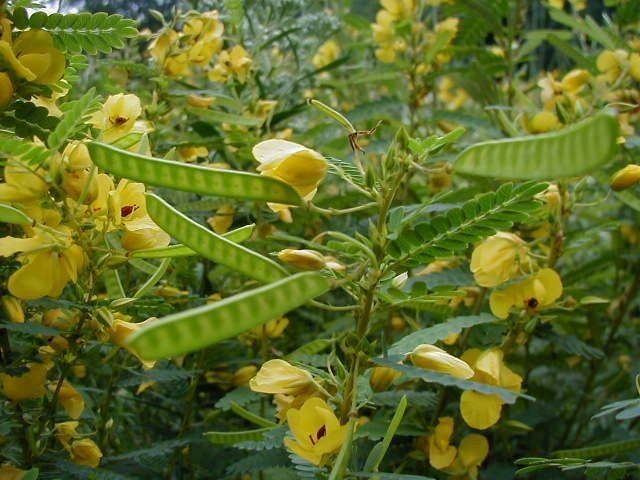 Chamaecrista fasciculata Partridge Pea Chamaecrista fasciculata Guide to Kansas Plants