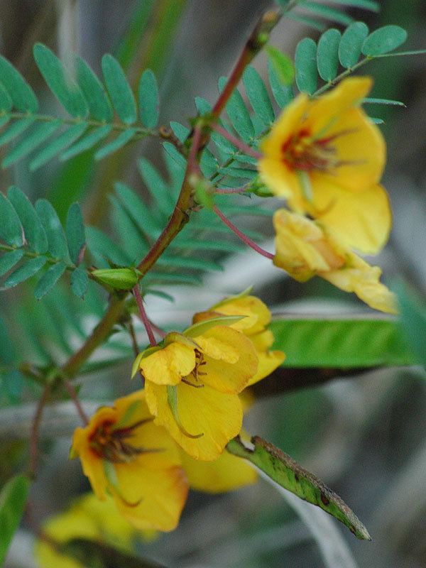 Chamaecrista fasciculata Chamaecrista fasciculata var fasciculata