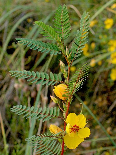 Chamaecrista fasciculata wwwdelawarewildflowersorgimageschamaecristafa