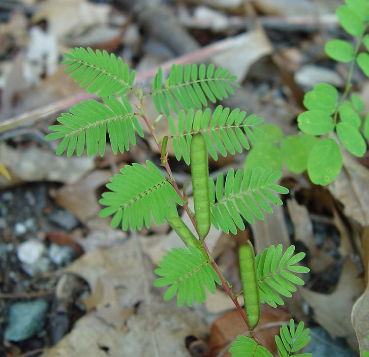 Chamaecrista nictitans Chamaecrista nictitans wild sensitivepea Go Botany