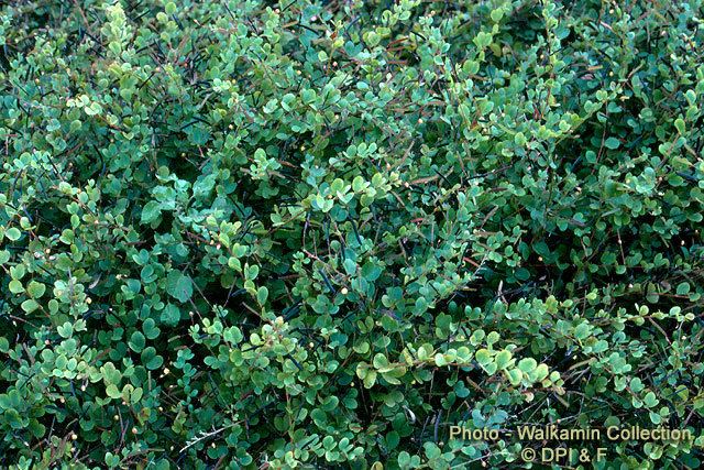 Chamaecrista rotundifolia Factsheet Roundleaf cassia