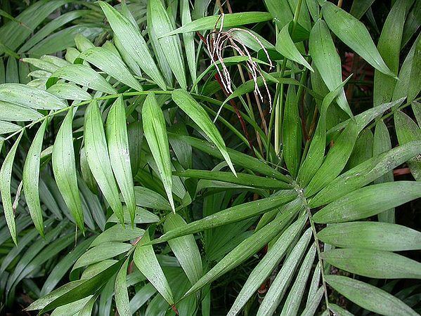 Chamaedorea Chamaedorea elegans Palmpedia Palm Grower39s Guide