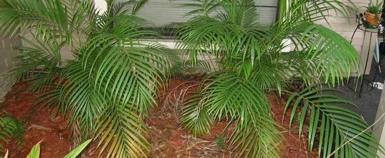 Chamaedorea cataractarum Cat Palm Cascade Palm Cataract Palm Chamaedorea cataractarum