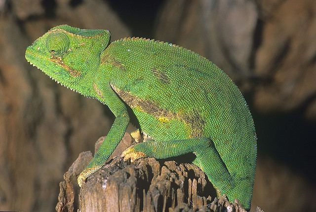 Chamaeleo Chamaeleo laevigatus The Reptile Database