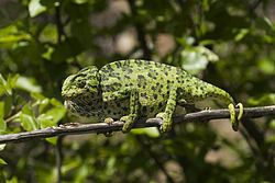 Chamaeleo Common chameleon Wikipedia