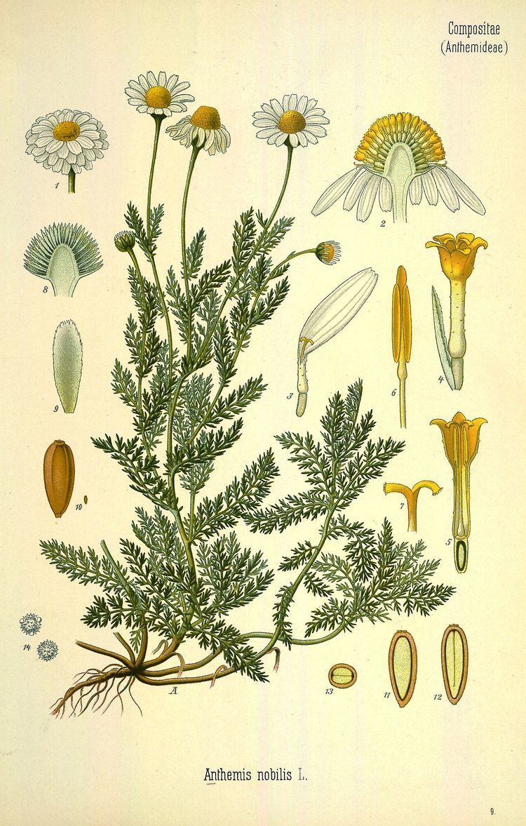 Chamaemelum nobile Chamaemelum nobile Wikipedia