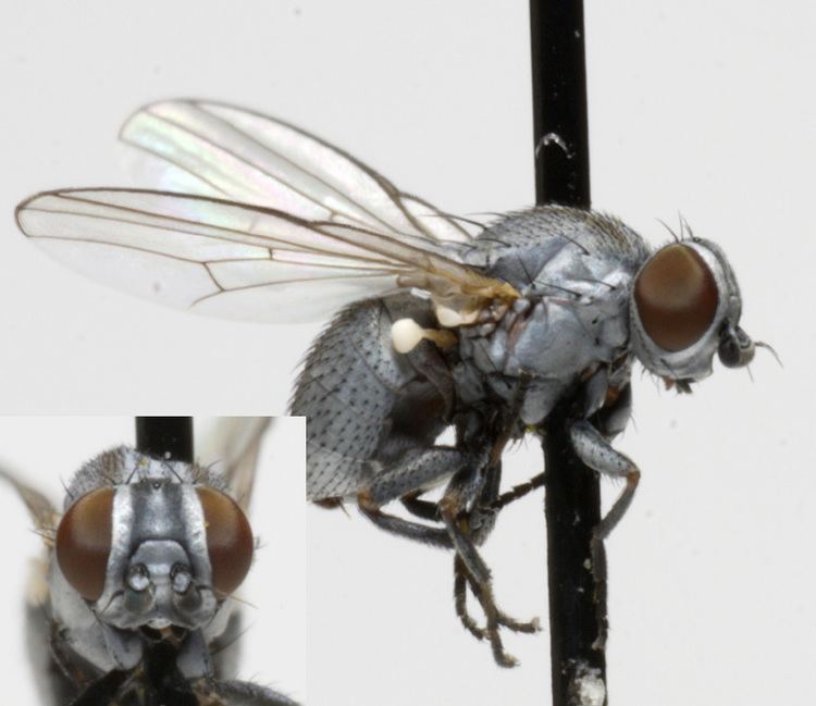 Chamaemyiidae Dipterainfo Discussion Forum Leucopis sp Chamaemyiidae