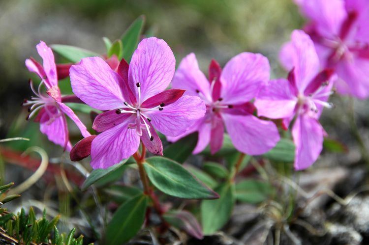 Chamaenerion latifolium Classification Arctic Flora of Canada and Alaska