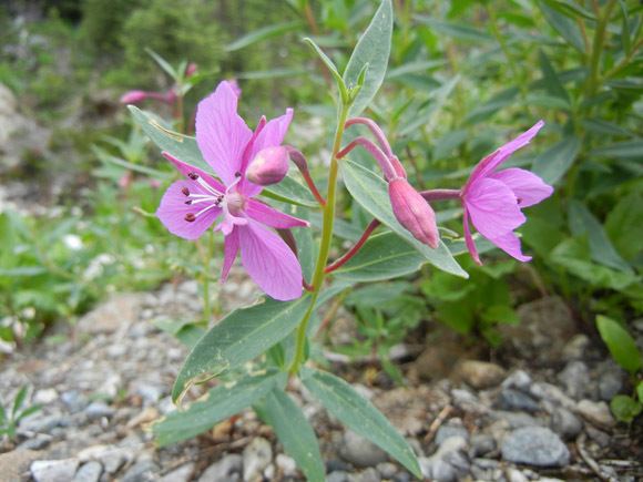 Chamaenerion latifolium Parks Canada Mount Revelstoke National Park Wildflowers of the