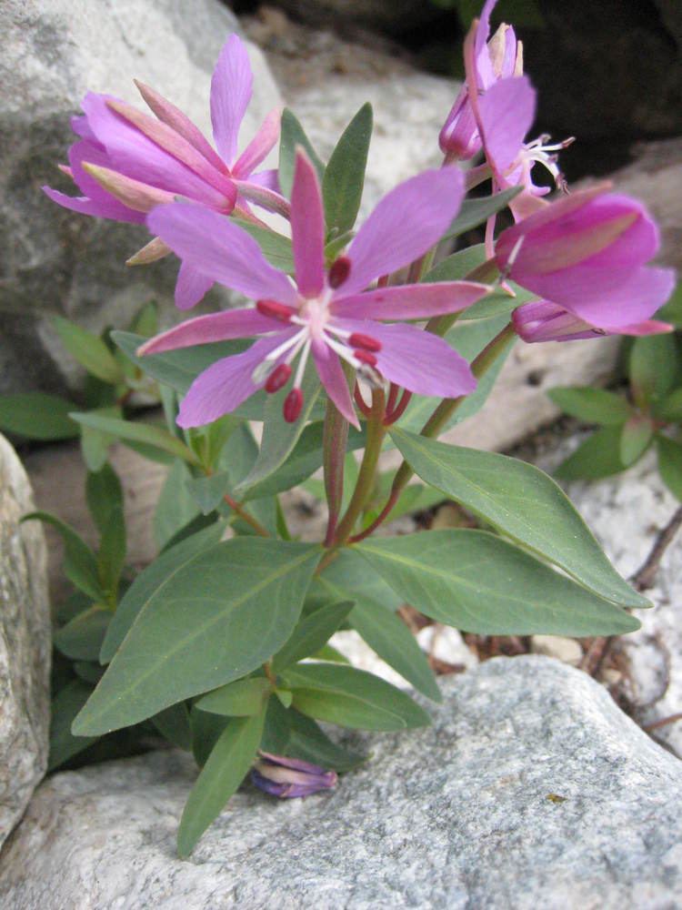 Chamaenerion latifolium httpsnwwildflowersfileswordpresscom201209