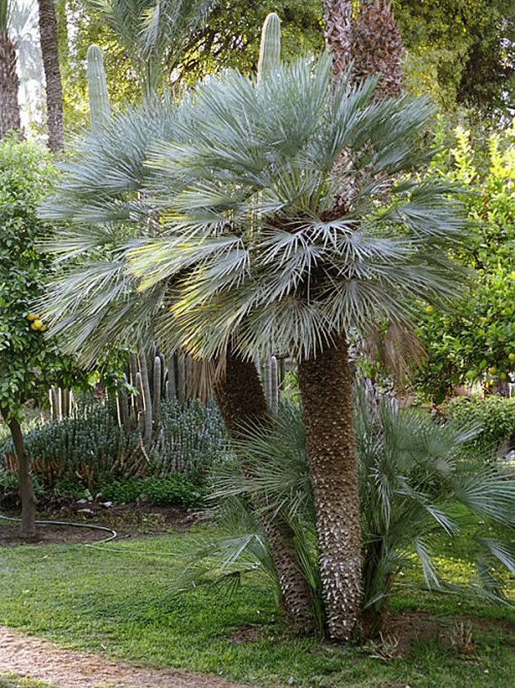 Chamaerops Plants amp Flowers Chamaerops humilis