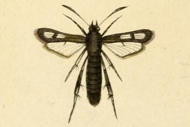 Chamaesphecia anthraciformis