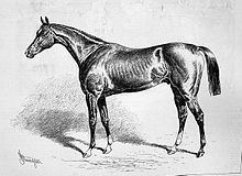 Chamant (horse) httpsuploadwikimediaorgwikipediacommonsthu