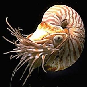 Chambered nautilus i1newssoftpediastaticcomimagesnews2Chambere