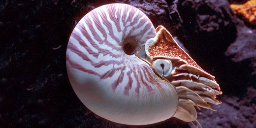 Chambered nautilus Chambered Nautilus Nautilus Pompilus Other