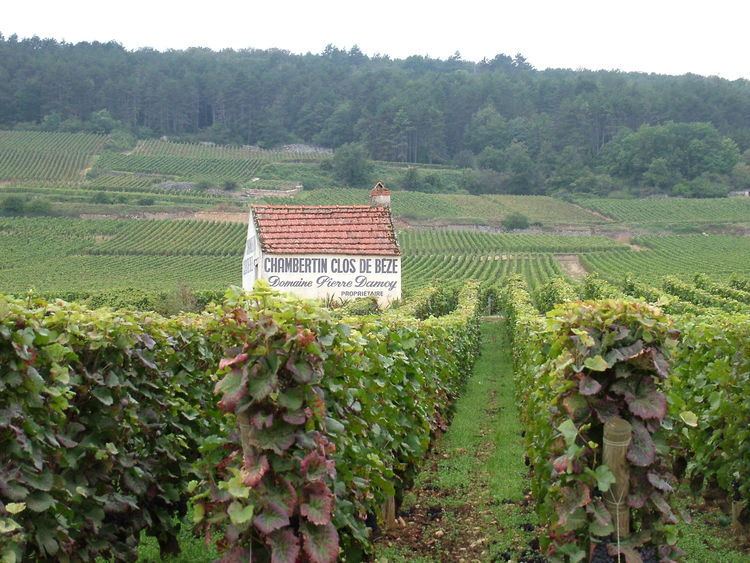 Chambertin-Clos de Bèze FileChambertin Clos de Beze vineyard of Domaine Pierre Damoyjpg