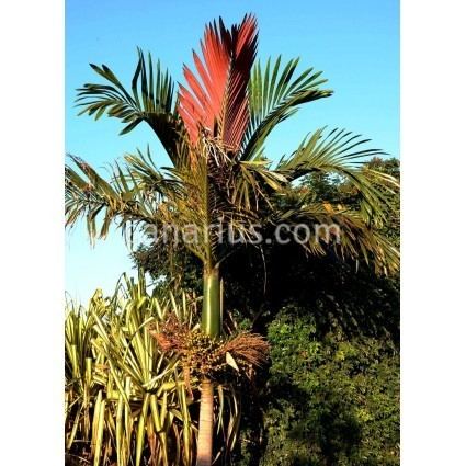Chambeyronia Buy Chambeyronia macrocarpa Red Leaf Palm with Canarius