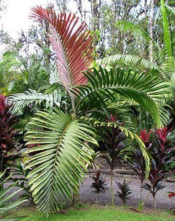 Chambeyronia Chambeyronia macrocarpa Palmpedia Palm Grower39s Guide